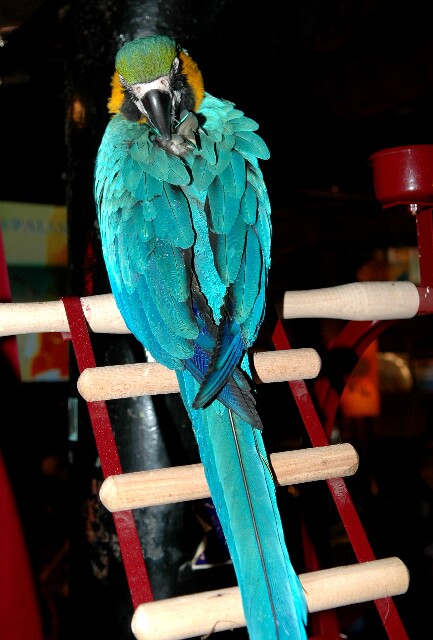min 2007 03 16 pirate 054